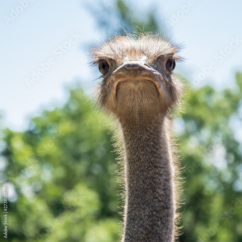 Portrait of a cute curious ostrich looking ahead on a sunny day.