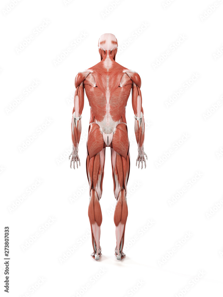 3d rendered medically accurate illustration of the human muscle system