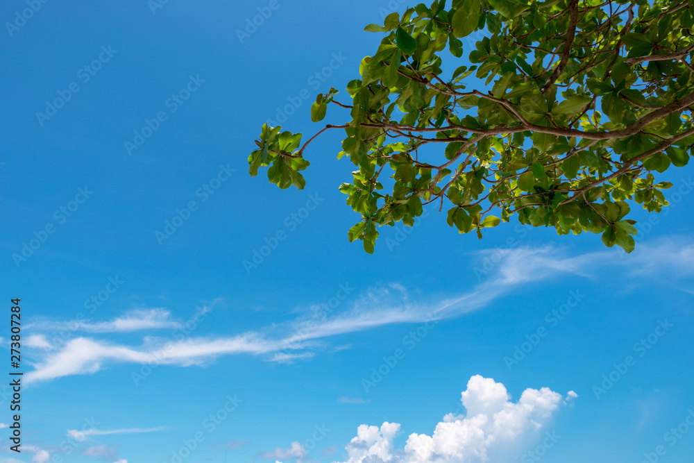 Forest tree shadow sunlight view. Spreading tree branch