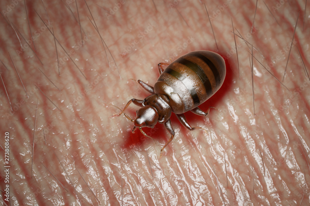 3d rendered medically accurate illustration of a bed bug on human skin 3d rendered medically accurate illustration of a bed bug on human skin