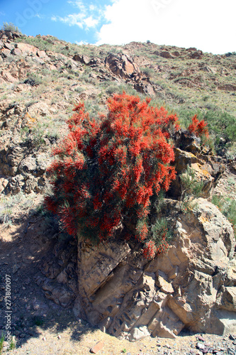 Ephedra horsetail in nature photo