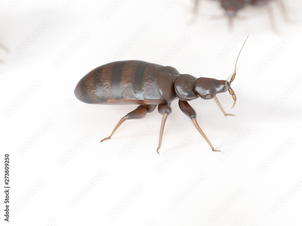 3d rendered medically accurate illustration of a bed bug on white background 3d rendered medically accurate illustration of a bed bug on white background