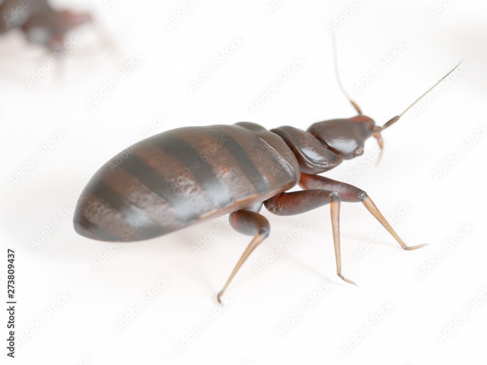 3d rendered medically accurate illustration of a bed bug on white background 3d rendered medically accurate illustration of a bed bug on white background