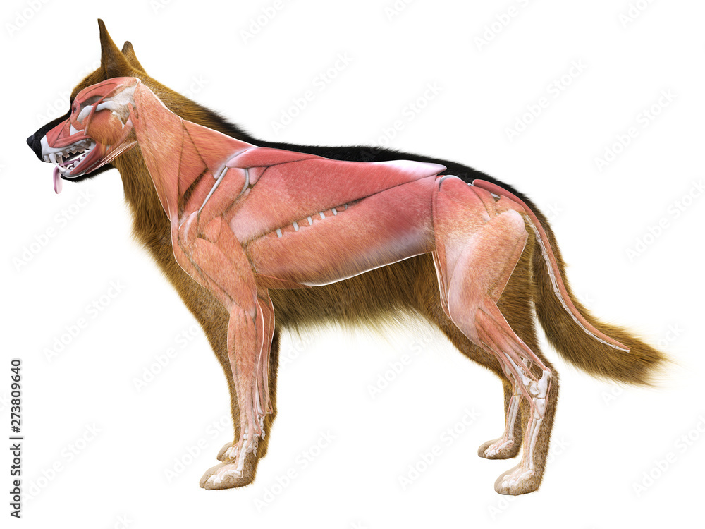 3d rendered medically accurate illustration of the muscle system of the dog  Illustration Stock | Adobe Stock