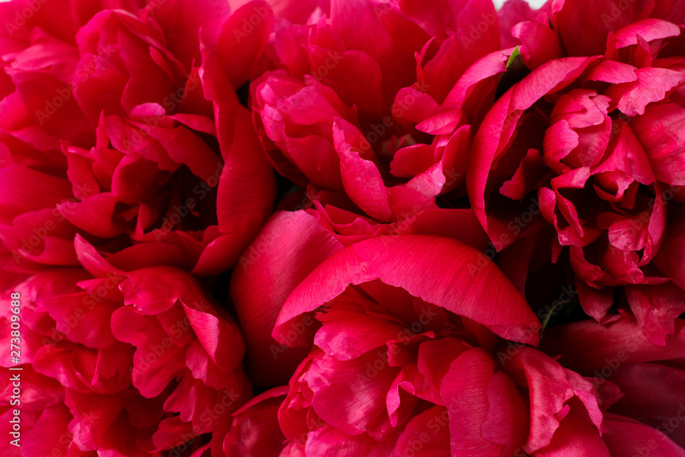Background of beautiful bright pink flowers peonies. close-up. space for your text Background of beautiful bright pink flowers peonies. close-up. space for your text
