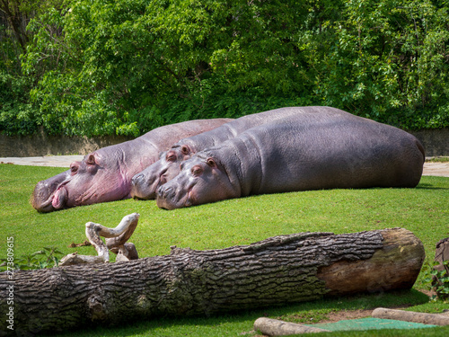 drei Flusspferde auf einer Wiese