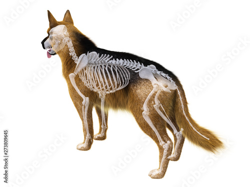3d rendered medically accurate illustration of the dog skeleton photo