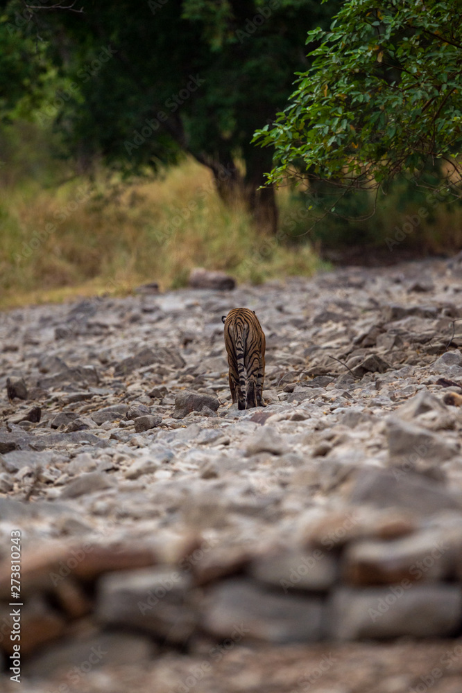 Obraz premium A female tiger walking on ramganga river bed on stones and rocks for territory marking at Corbett National Park, uttarakhand, India