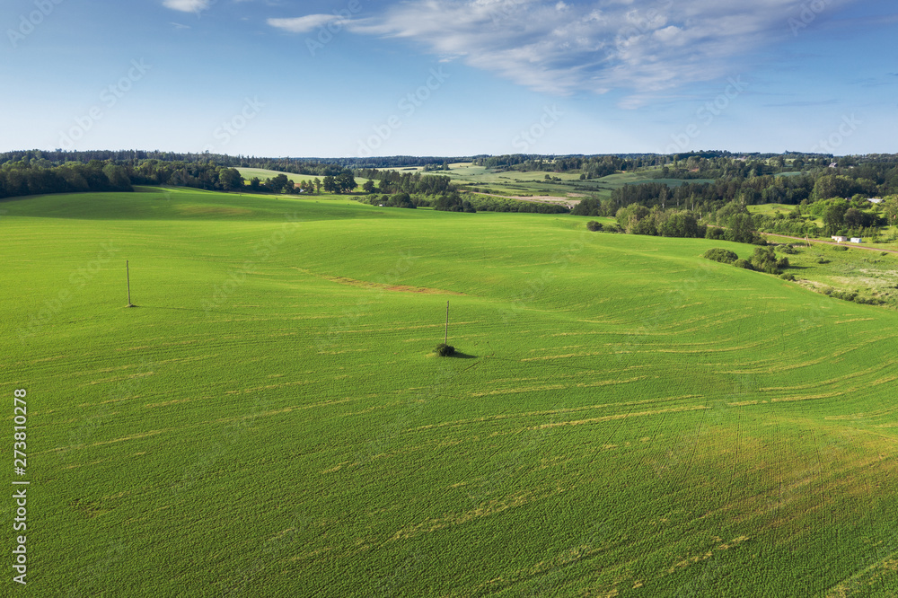 Green fields in summer time near Tukums, Latvia.