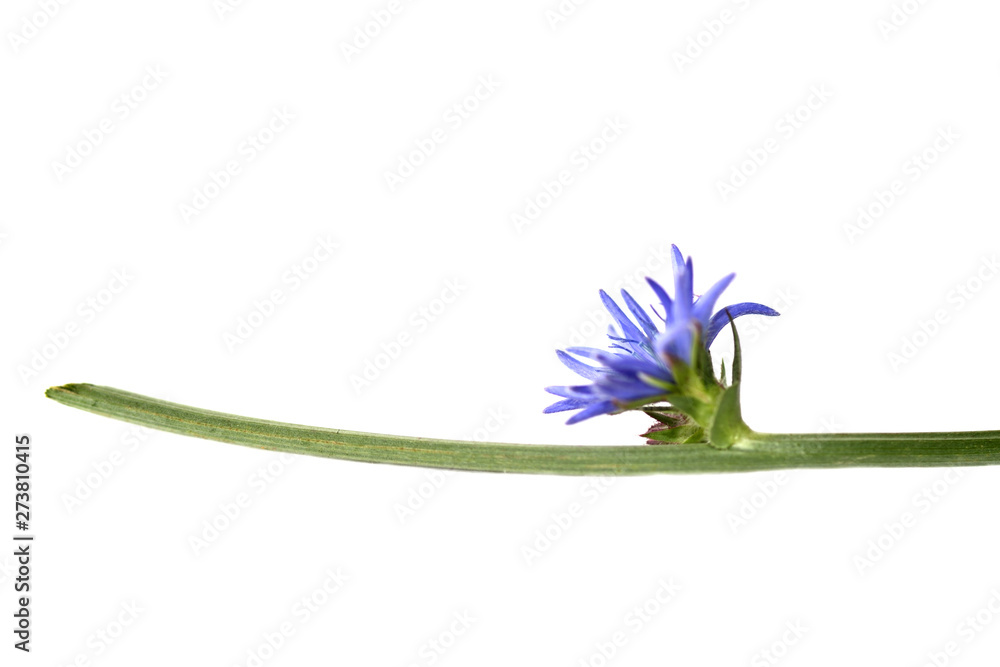Chicory flower isolated on white background close up - obrazy, fototapety, plakaty 