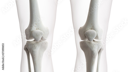Schilderij op canvas 3d rendered medically accurate illustration of the knee joint