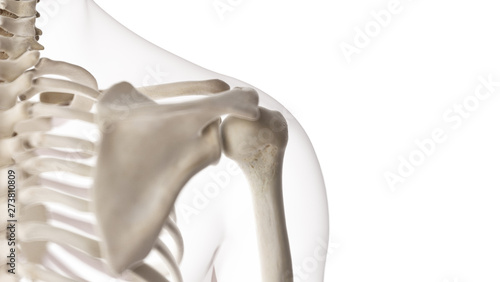 3d rendered medically accurate illustration of the shoulder joint photo