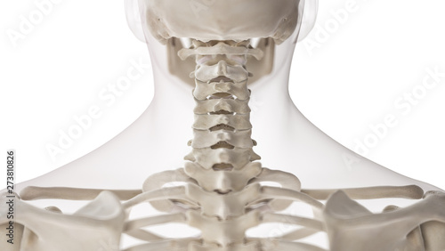 3d rendered medically accurate illustration of the cervical spine