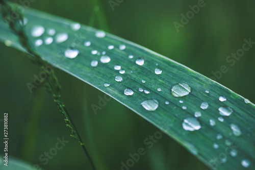 morning dew on blades of grass