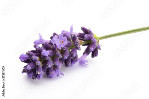 Lavender flowers on a white background.