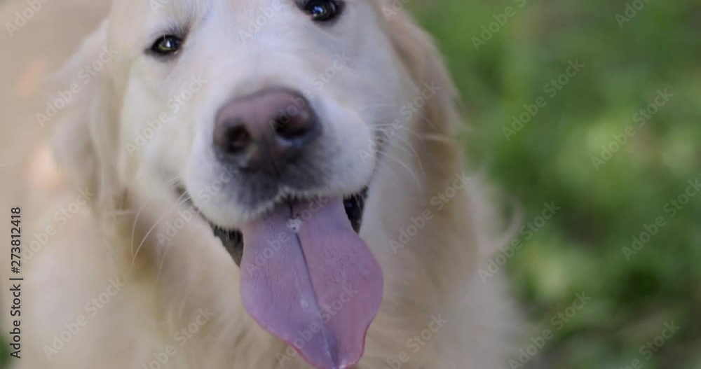 Smoothies a dog on a green field