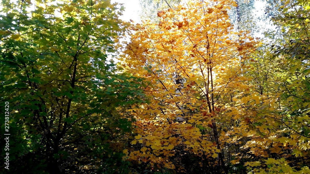 trees in the fall with yellow , red, and green leaves