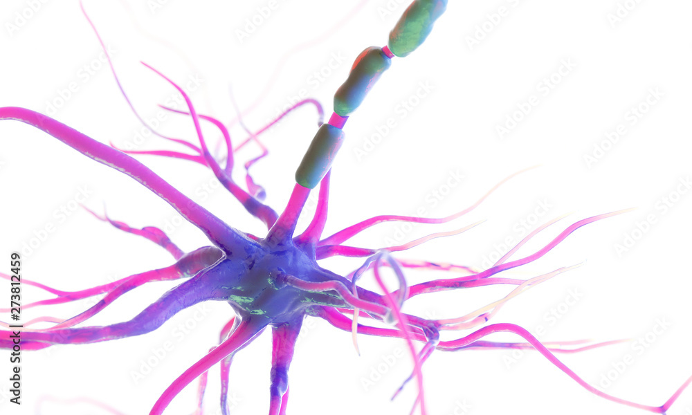 Obraz premium 3d rendered medically accurate illustration of a human nerve cell on a white background