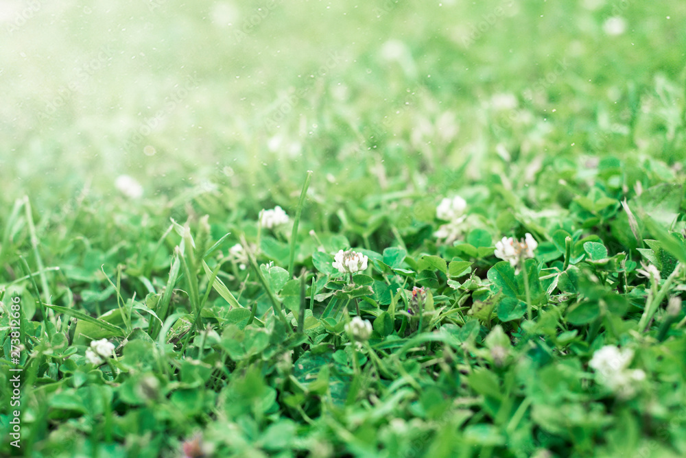 Full Frame Green Grass Lawn Full Frame Green Grass Lawn