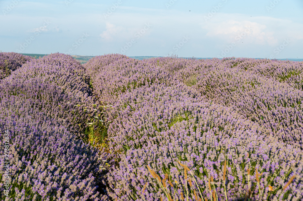 Obraz premium Flowers in the lavender fields in the Bulgaria mountains.