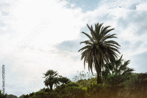 Palm tree with sky on background.