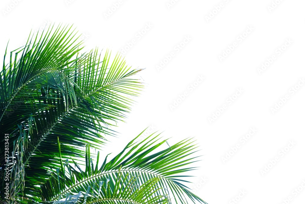 Coconut leaves with branches on white isolated background for green foliage backdrop 