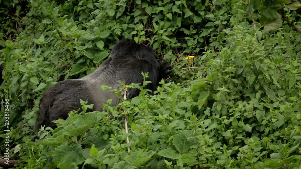Mountain Gorilla in Volcano National Park Rwanda Mountain Gorilla in Volcano National Park Rwanda