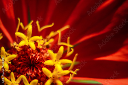 Macro image of a red flower, top view, macro image. Natural background.  Flower closeup. Summer flowers. series of them.