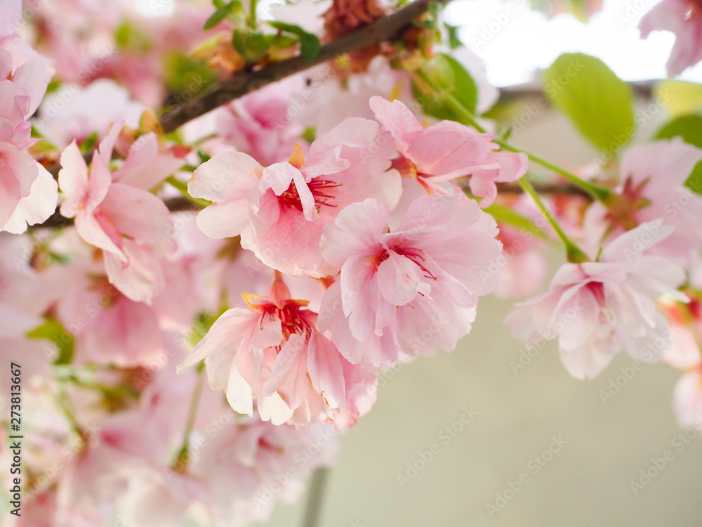 Beautiful cherry blossoms attract tourists in Japan. Beautiful cherry blossoms attract tourists in Japan.