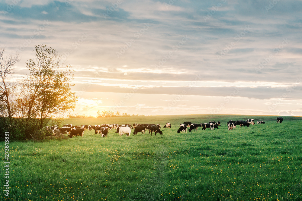 Obraz premium cows graze on the field. summer landscape at sunset.