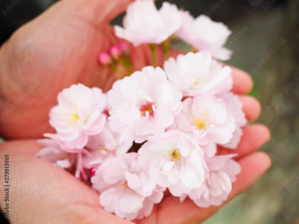 Beautiful cherry blossoms in lady hand attract tourists in Japan.