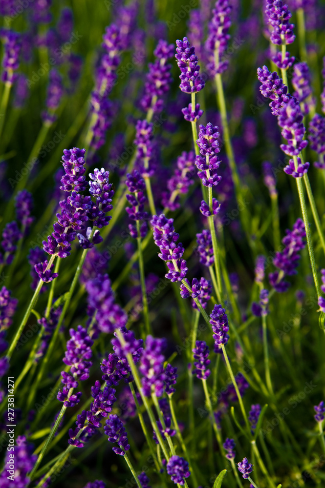 Naklejka premium Lavender full frame texture, selective focus.