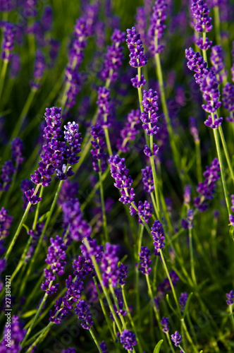 Lavender full frame texture  selective focus.