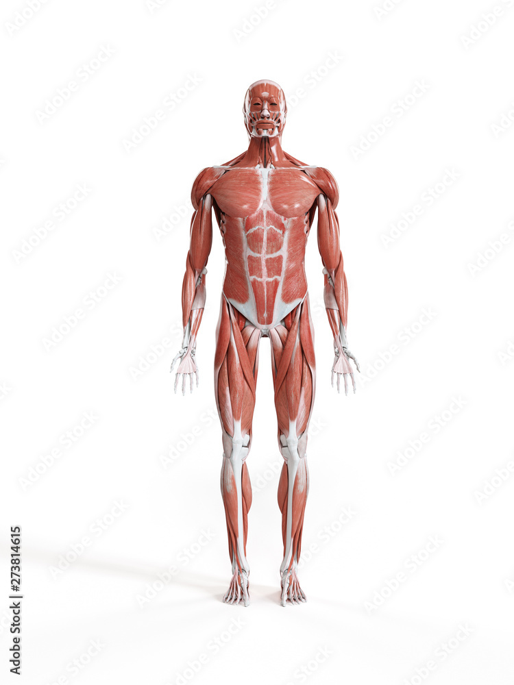 3d rendered medically accurate illustration of the human muscle system