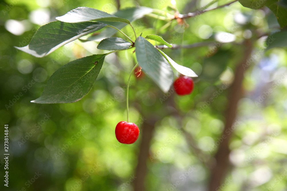 Ripe cherry fruit brightly red color on the branches Ripe cherry fruit brightly red color on the branches