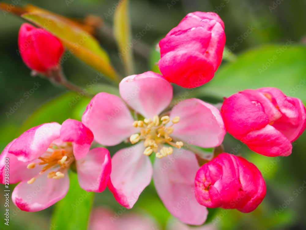 Beautiful flower on the way Waiting for visitors to visit Beautiful flower on the way Waiting for visitors to visit