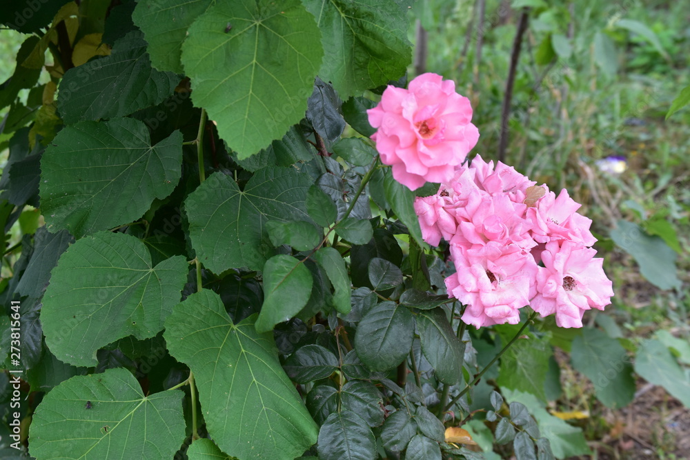 Fototapeta premium pink flowers in the garden