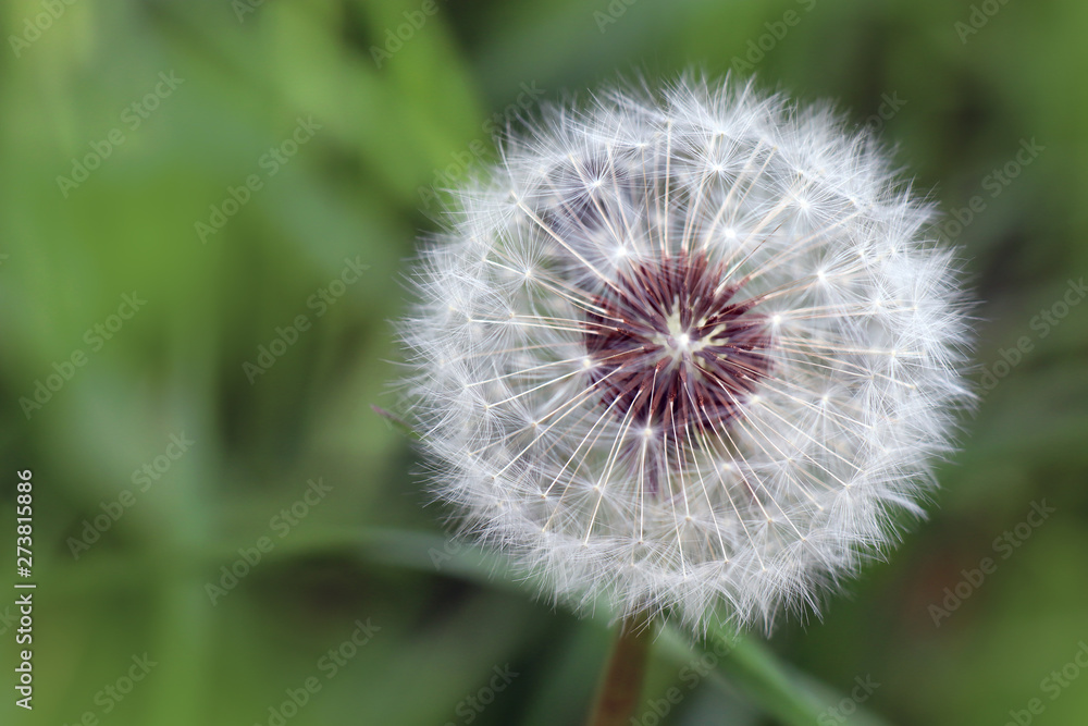 Fototapeta premium Dandelion with its small white flying seeds (kites).