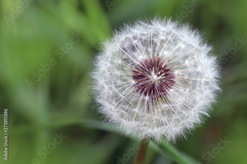 Dandelion with its small white flying seeds  kites .