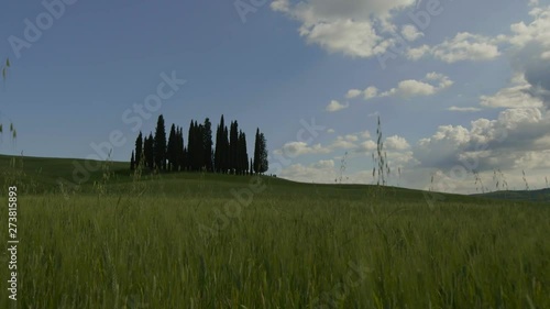 Cipressi di San Quirico d'Orcia photo