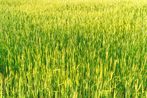 Bright dense green rye fiel...