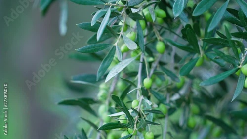 Wallpaper Mural Slowmotion close up of olive trees during the sunrise Torontodigital.ca