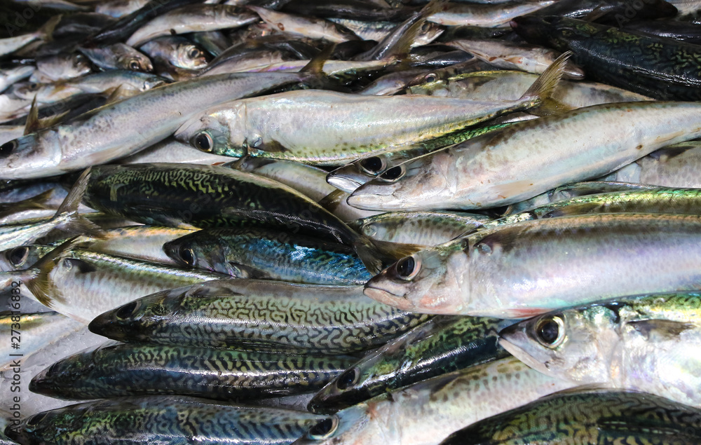 Obraz premium Fresh Atlantic chub mackerel fish and sardines