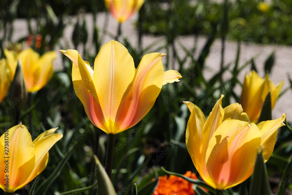 Beautiful bouquet of tulips nature background. Beautiful bouquet of tulips nature background.
