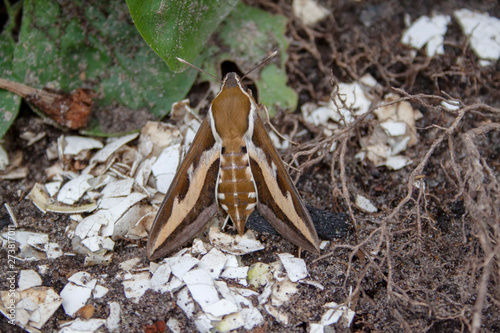 Hyles gallii - 	Snerresværmer  photo