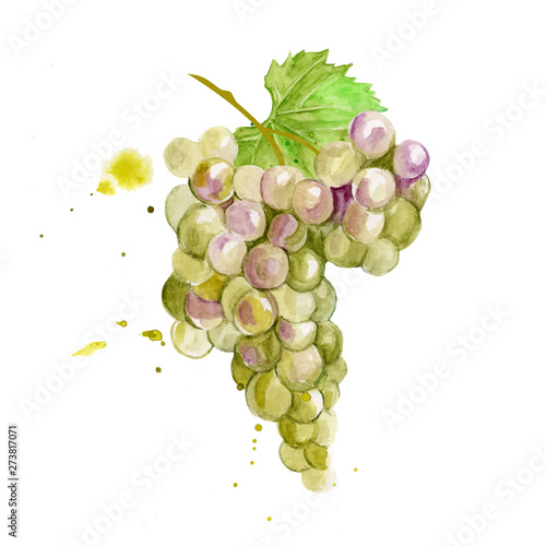 Colorful vector watercolor illustration of white green chardone grape with green leaves isolated on white background. Bunch of fresh grape.