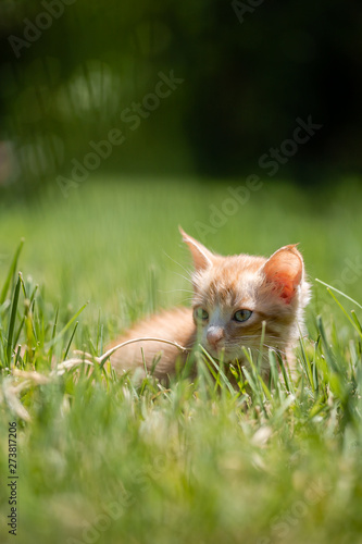 Ginger kitten playing in the grass