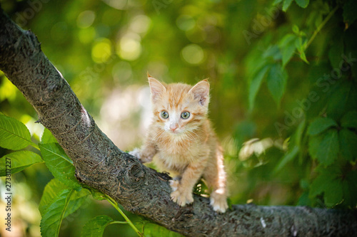 Ginger kitten playing on a tree