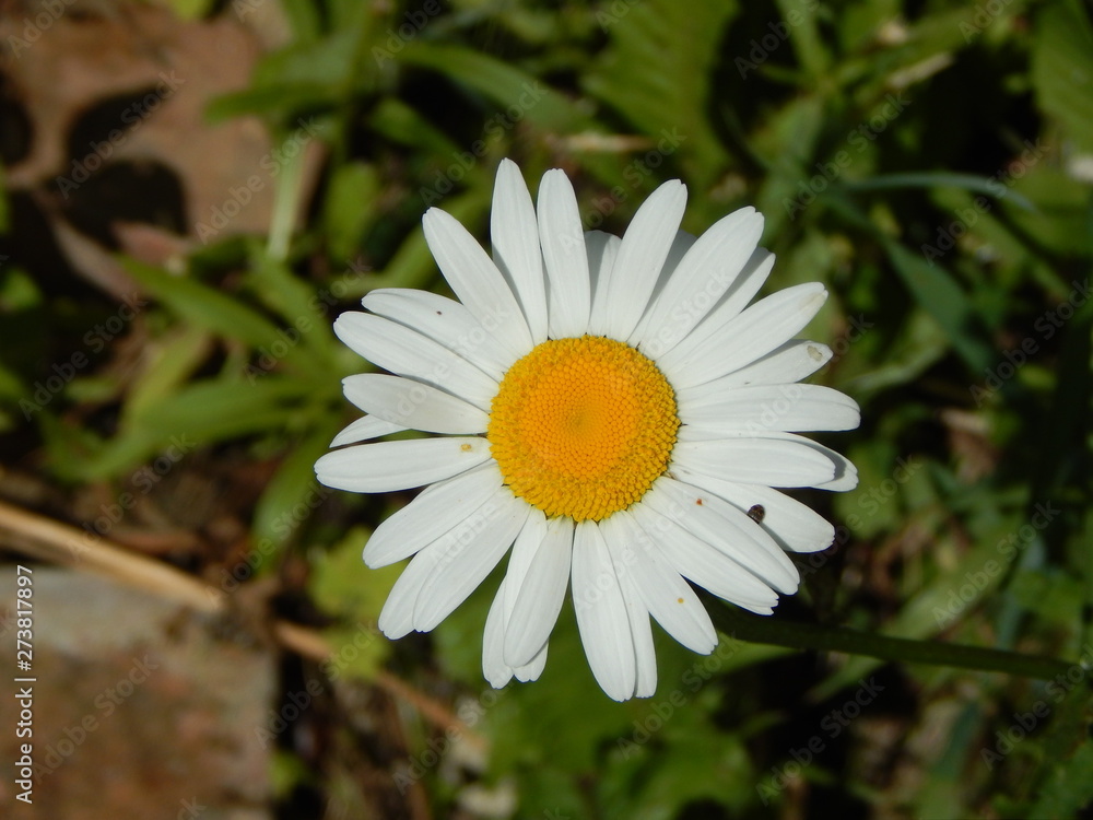 Fototapeta premium One white daisy among green grass close up
