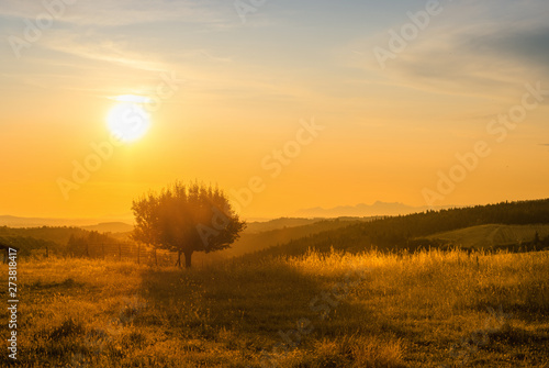 solated tree in a golden tuscany field at sunset
